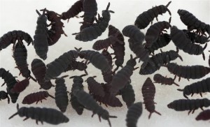 Collembola Коллембола (ногохвостка)